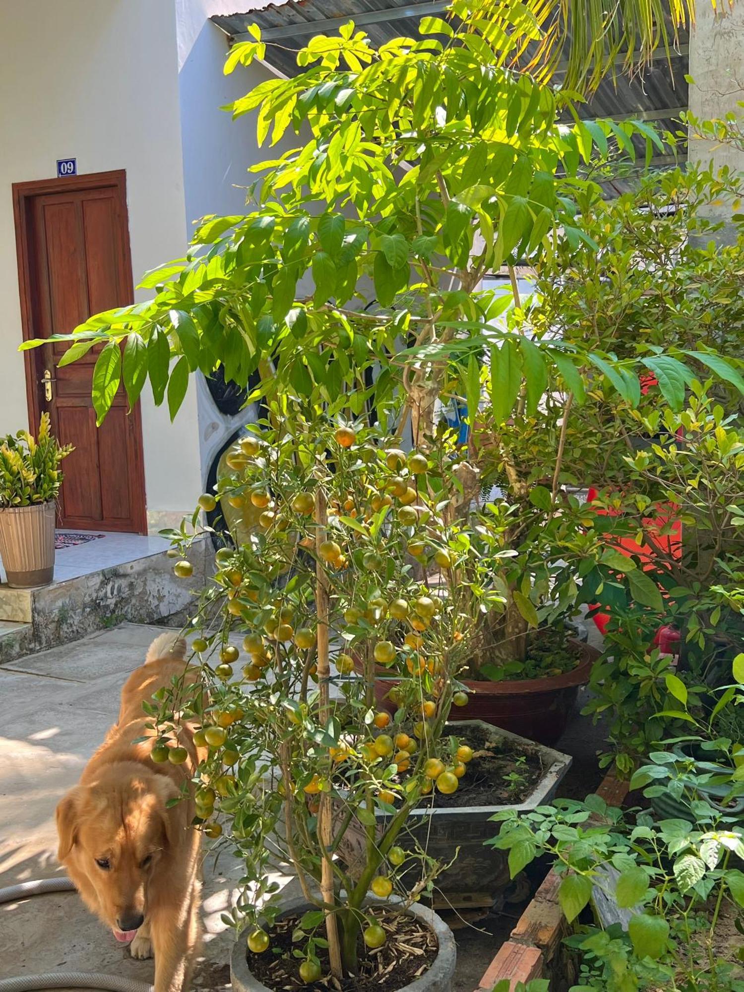 Duc Thao Guest House Mui Ne Exterior photo